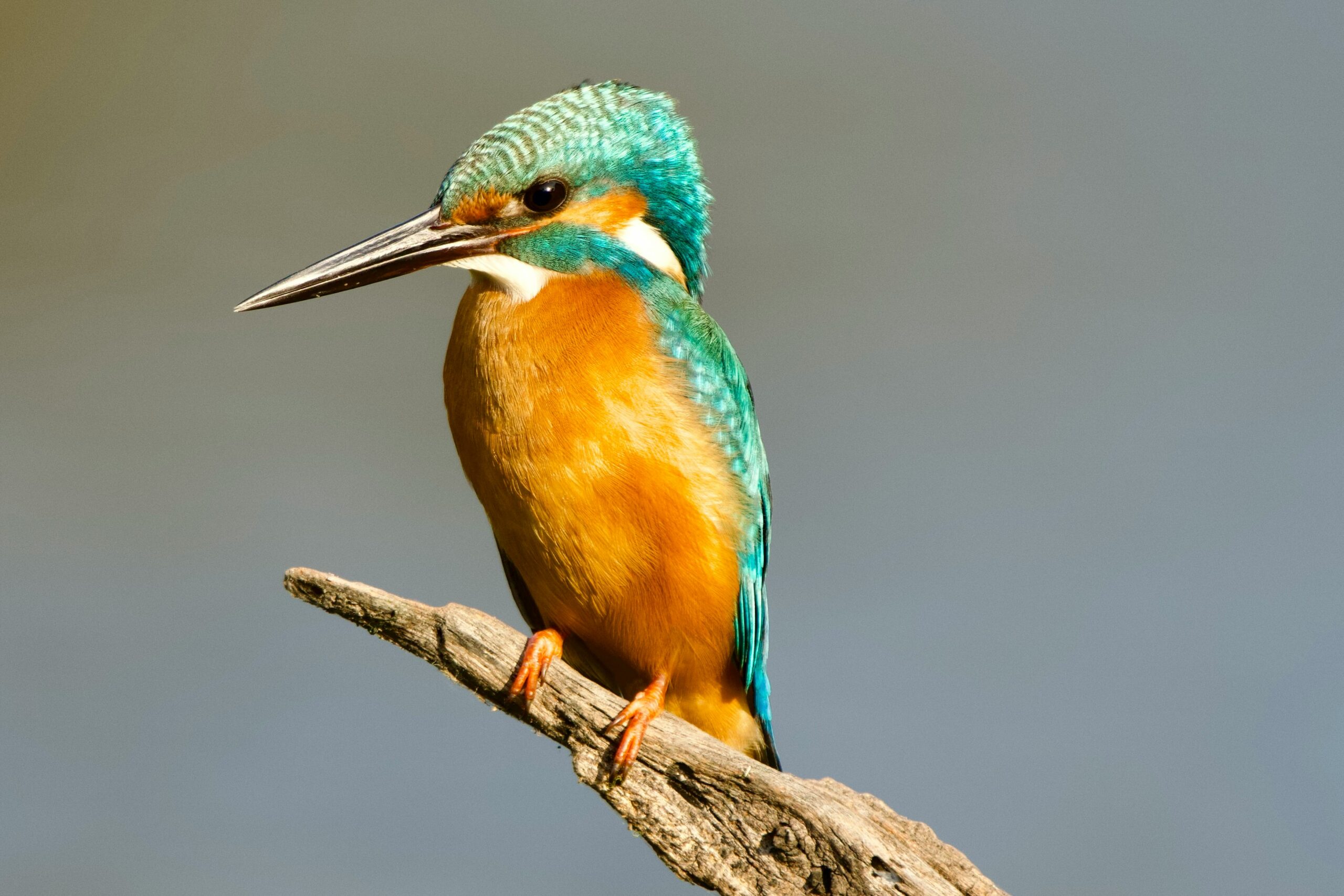 SHISEILABOマーケティング全体像 Step1 ブランドの現在地と市場の把握