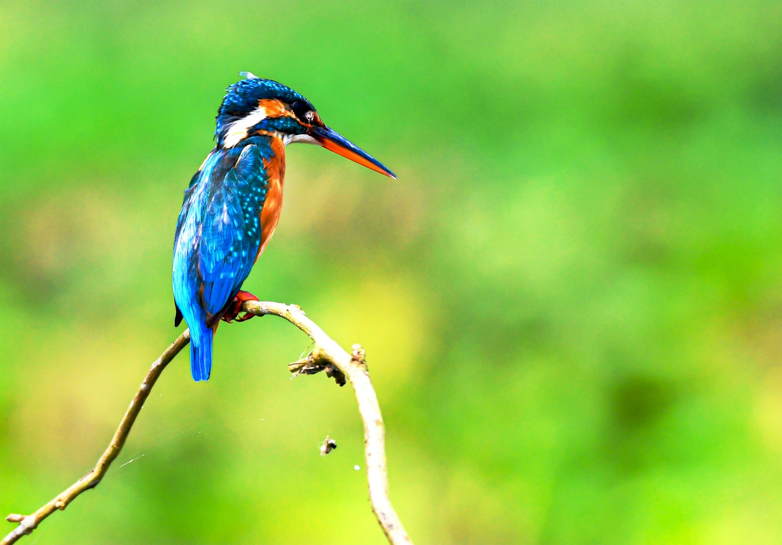自由研究発見メディア「空庭」が提案する未来の食を作る仕事とは？