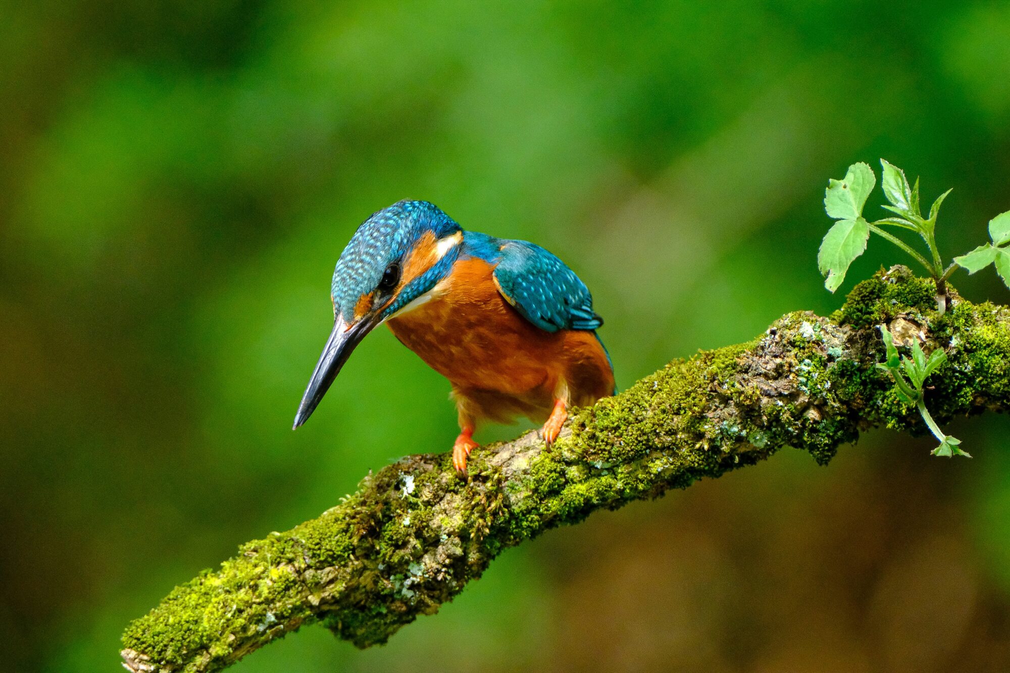 プロジェクトマネジメント 株式会社シセイラボ マーケティング ブランディング 専門会社 山形 株式会社SHISEILABO プレスリリース ブランディング山形市