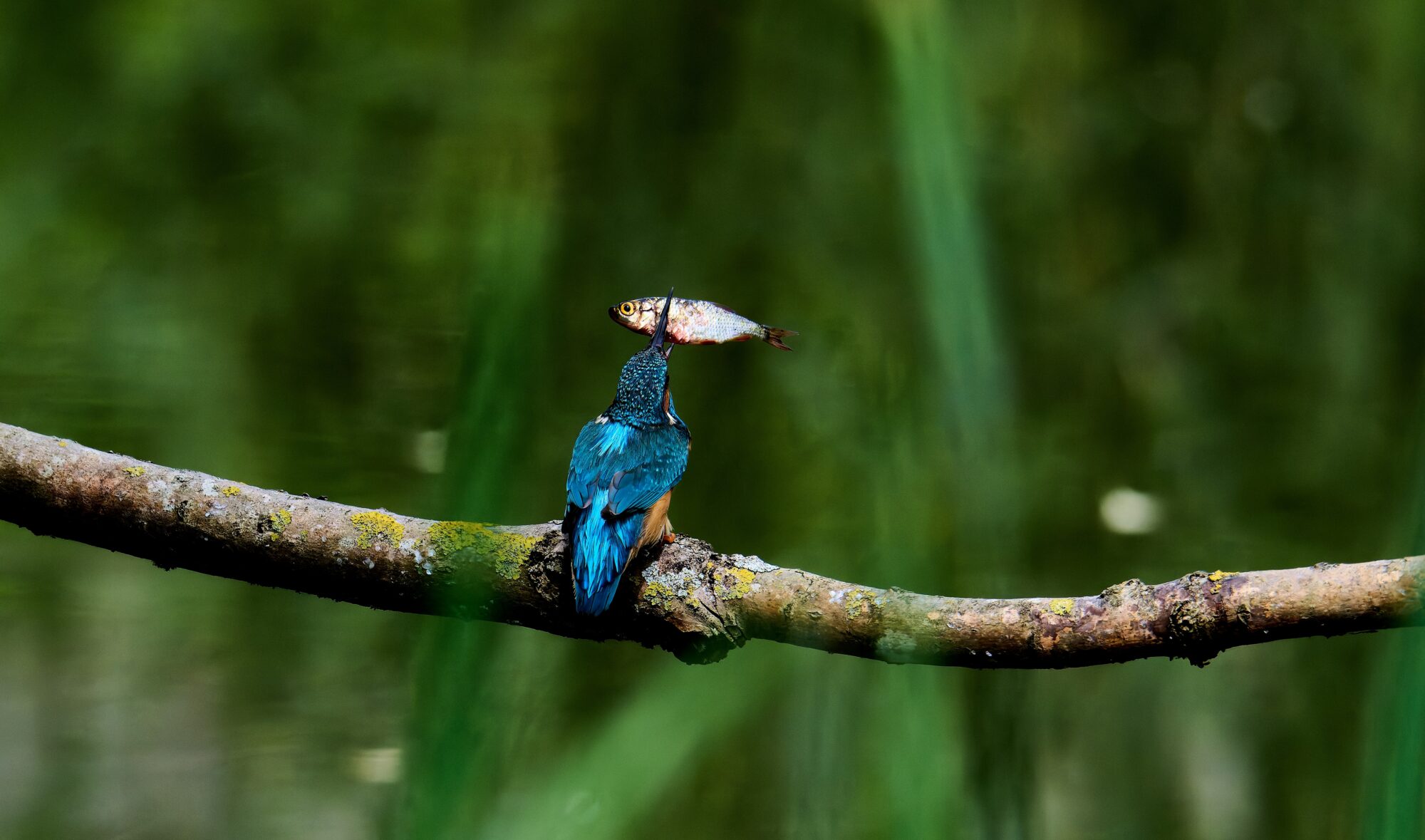 プロジェクトマネジメント 株式会社シセイラボ マーケティング ブランディング 専門会社 山形 株式会社SHISEILABO プレスリリース ブランディング山形市