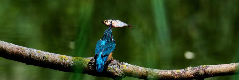 プロジェクトマネジメント 株式会社シセイラボ マーケティング ブランディング 専門会社 山形 株式会社SHISEILABO プレスリリース ブランディング山形市