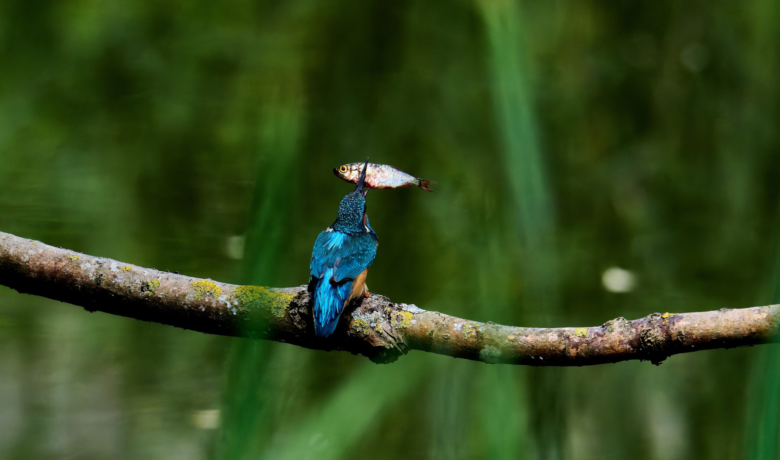 絶望の中で音楽が教えてくれたこと『戦場のピアニスト』から学ぶ生存のための8つの洞察